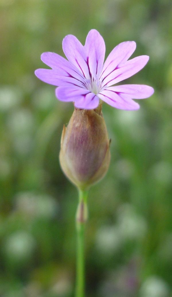 Silene? no, Petrorhagia ?